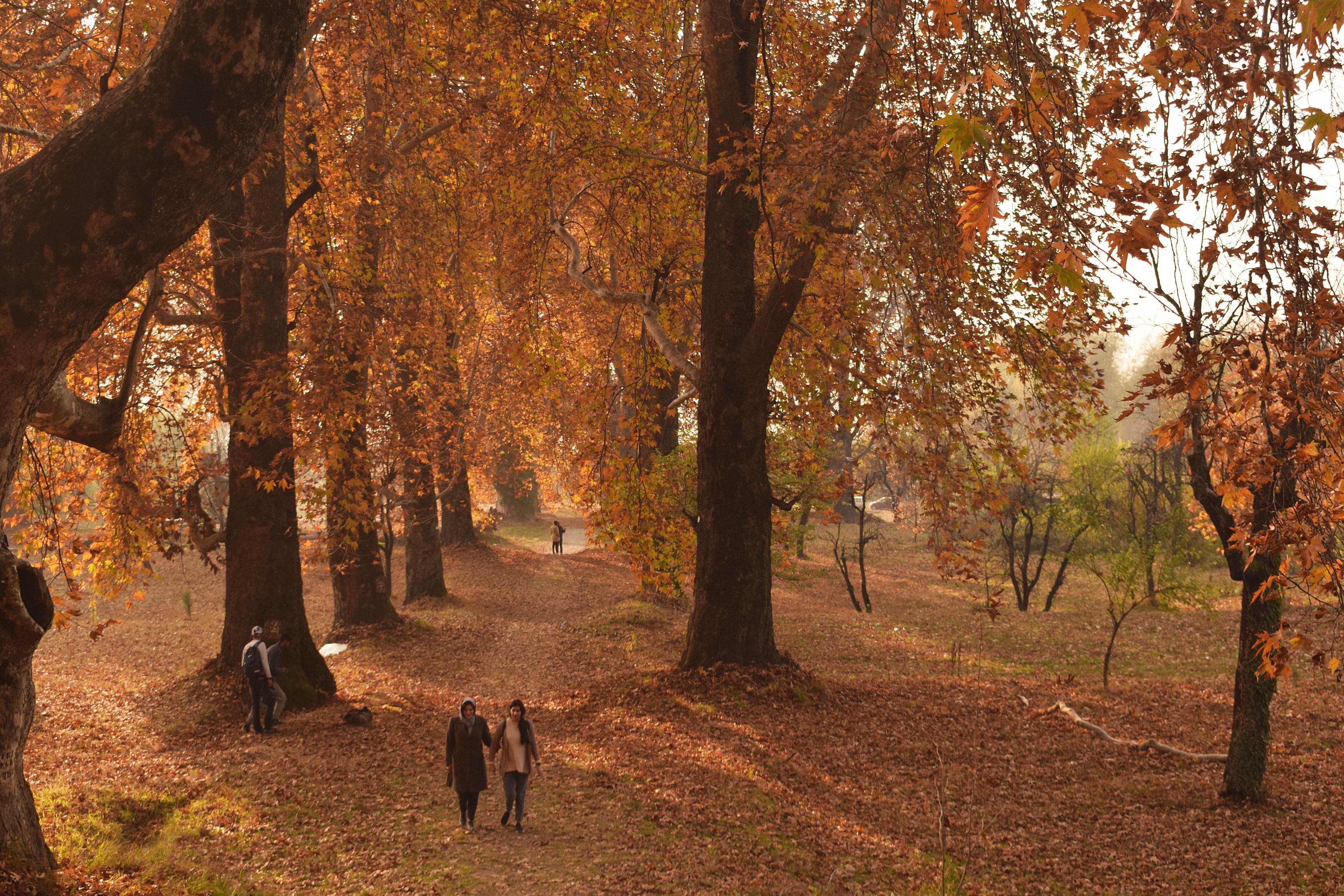 Kashmir women walking through the garden covered with dried Chinar leaves in Srinagar